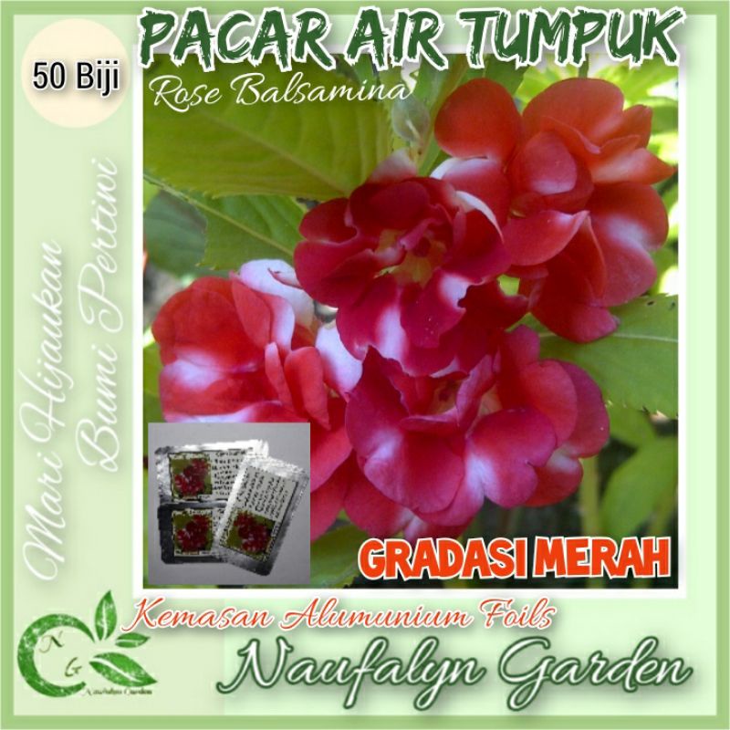 50 Benih Bibit Bunga Pacar Air Rose Balsamina Gradasi Merah