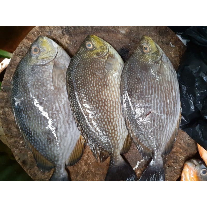 Jual Ikan Baronang Segar Shopee Indonesia