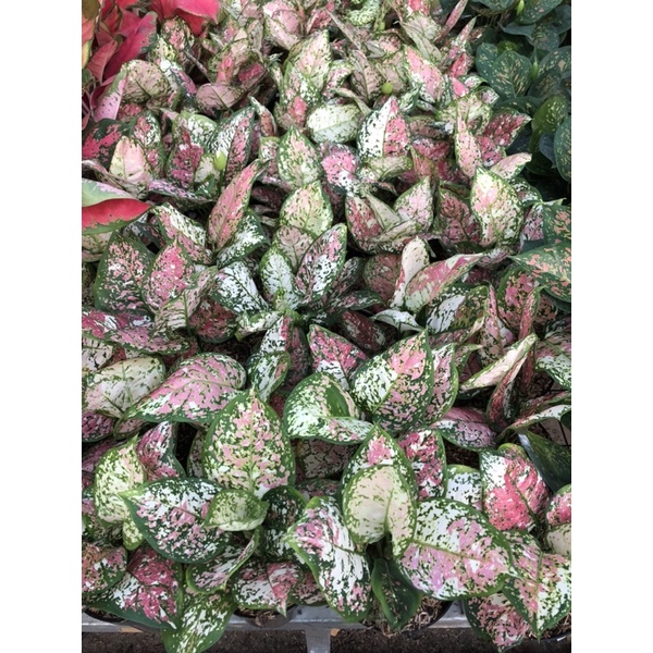 Aglaonema Tri colour