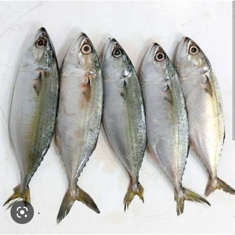 

Ikan kembung