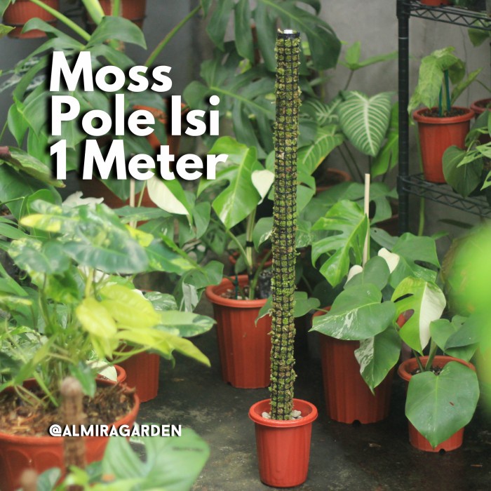 (Terisi Lumut) Moss Pole / Turus Lumut / Tiang Penyangga Tanaman