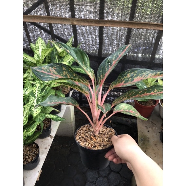 Aglaonema Gatot Kaca