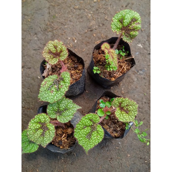 begonia tapak macan