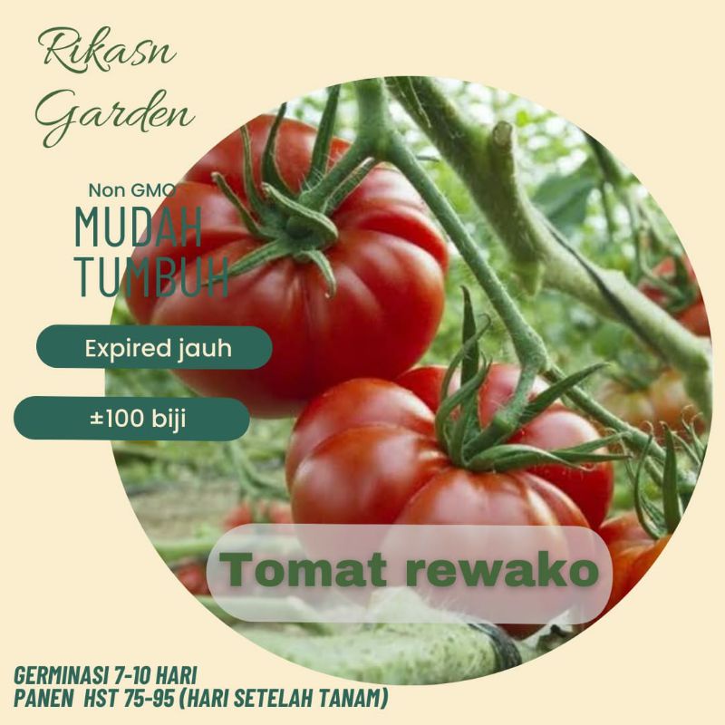 KHUSUS BATAM, BARELANG, BELAKANG PADANG benih biji bibit tomat rewako