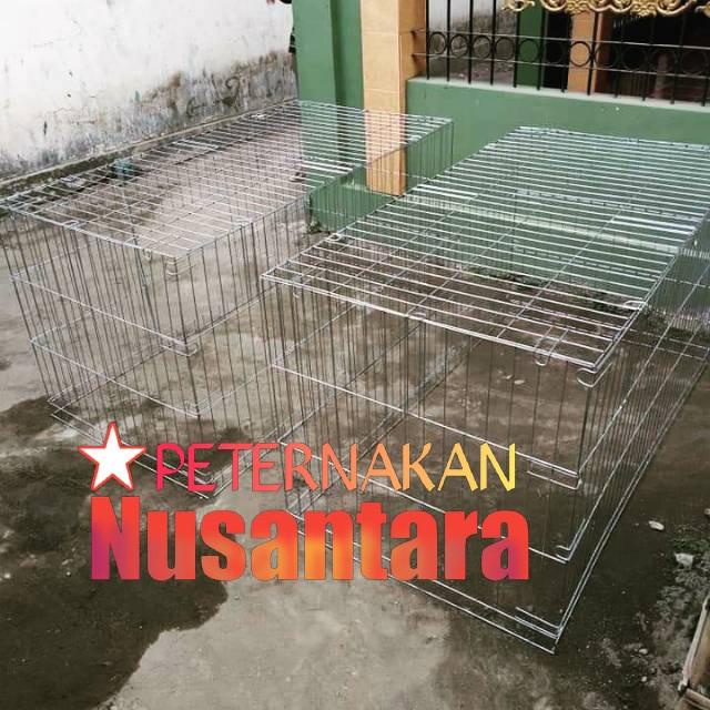 Kandang Ayam/Umbaran/Kurungan Ayam Bangkok/Jago/Aduan/Petarung Awet