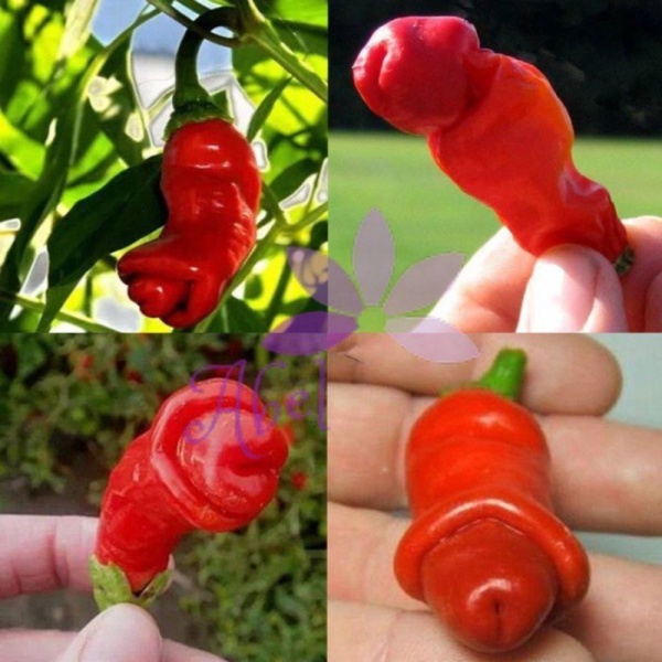 1 Biji Benih Bibit Cabe Hias Red Peter Pepper Cabai Merah Pedas