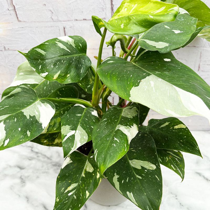 Philodendron white princess
