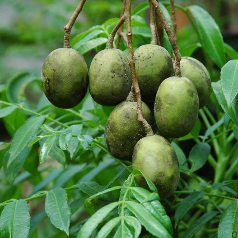 Pupuk Booster Organik Pelebat Buah Kedondong Dan Perangsang Agar Cepat Berbuah