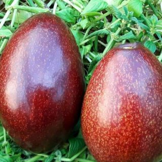 Bibit Tanaman Buah Alpukat Red Vietnam Import Genjah/ Bibit Alpukat Merah Cepat Berbuah(Bibit Premium New Varietas)