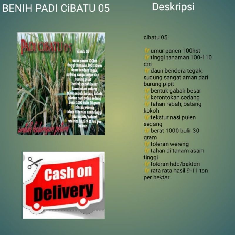 BENIH PADI CIBATU 05   5KG