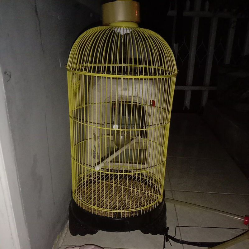 Sangkar burung love bird/parkit