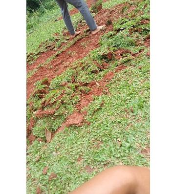 rumput gajah mini, rumput gajah, rumput gajah mini 1 meter full