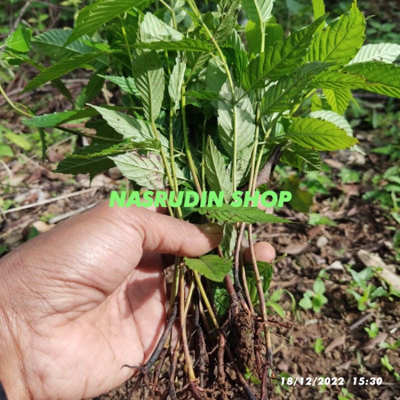 

[Fresh] BIBIT AFRIKA KAYU / BIBIT TANAMAN POHON KAYU AFRIKA /CABUTAN