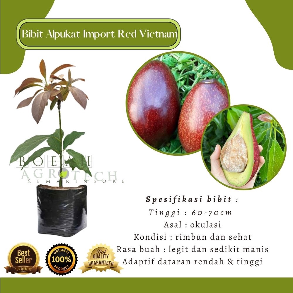 Bibit Tanaman Buah Alpukat Red Vietnam Import Genjah/ Bibit Alpukat Merah Cepat Berbuah(Bibit Premium New Varietas)