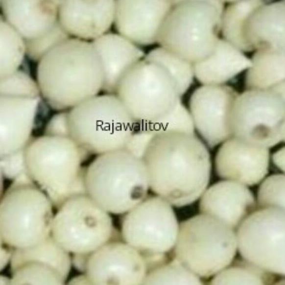 

の Bagus Pilihan Bawang Putih Tunggal TOV 1 kg Bawang Lanang ㆉ