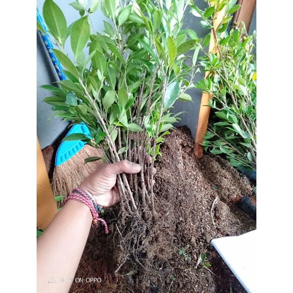 kimeng bibit murah 25-30cm Beli 10 Free 1 batang rawatan subur