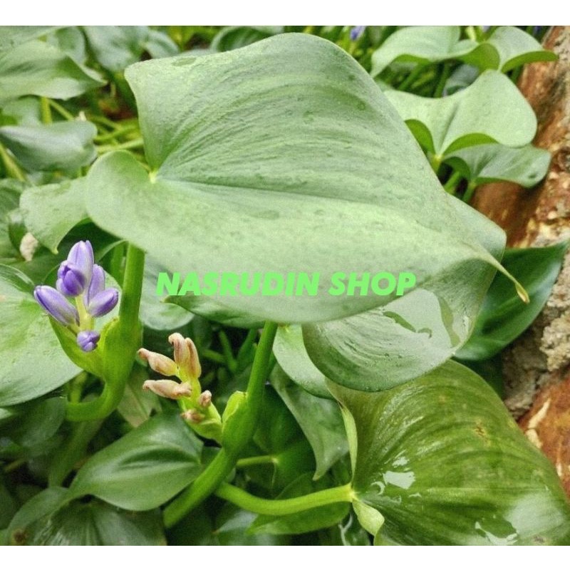 

[Fresh] ECENG SAWAH DAUN ECENG SAWAH BUKAN ECENG GONDOK BISA UNTUK TANAMAN HIAS