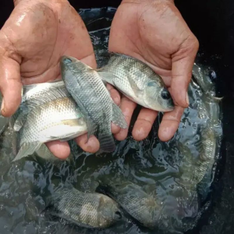 

bibit ikan nila nirwana per 1kg harga murah