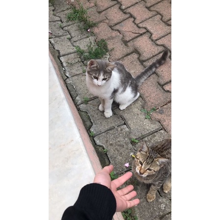 

Sedekahkasihmakankucingjalanan