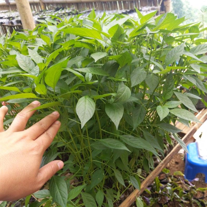 DIARY PETANI - Bibit Cabe Merah Besar Siap Tanam