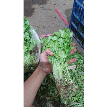 

wansuy, daun ketumbar 1kg