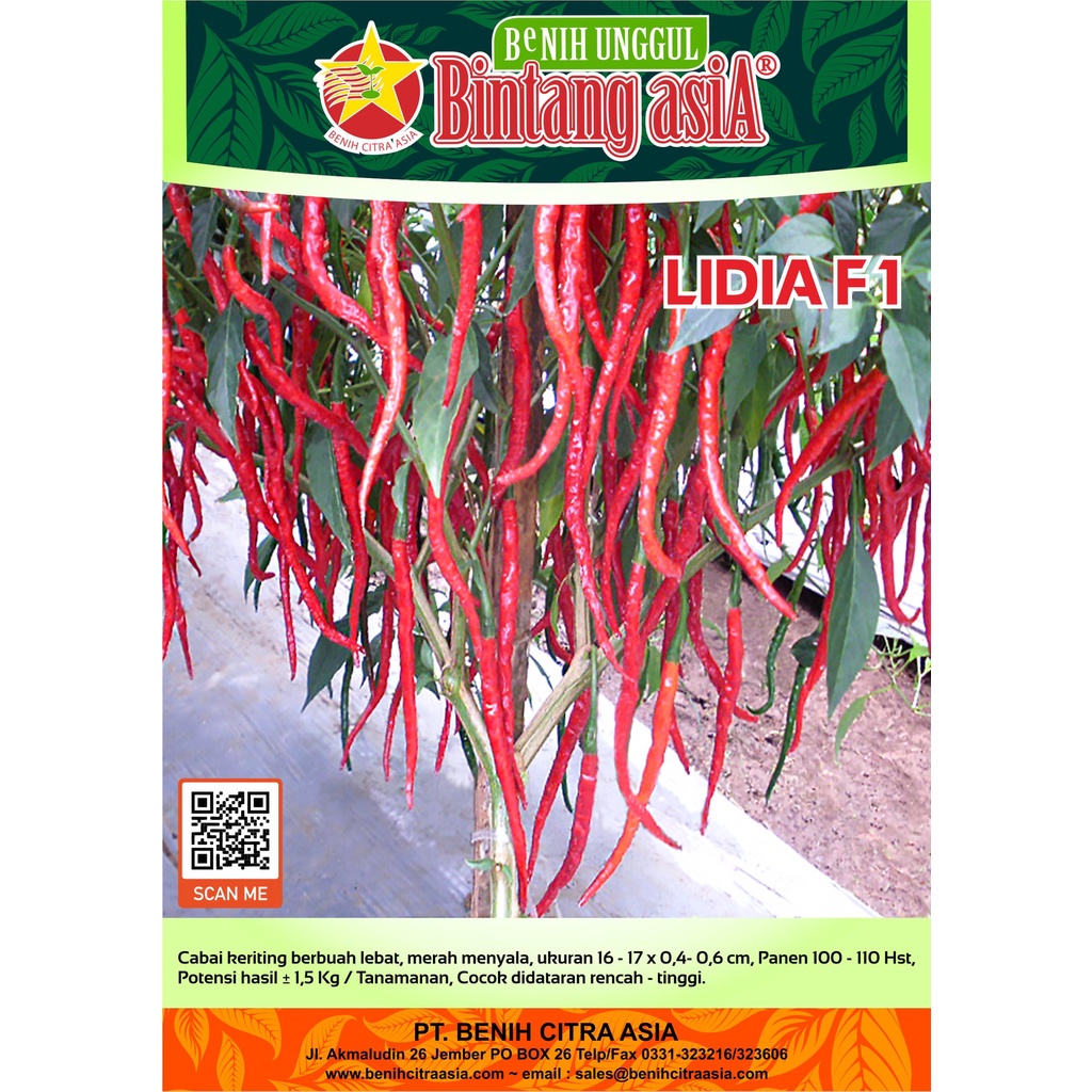 5 Bibit Cabe Keriting Merah Hibrida F1 Lidia Benih Cabai Super Sayuran Buah Lebat Unggul Berkualitas