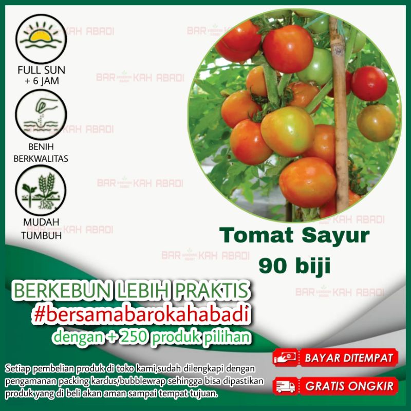 90 Biji - Benih Tomat Sayur Merah Karuna Dataran Rendah Unggul Berkualitas - Bibit Tanaman Sayuran Tomat