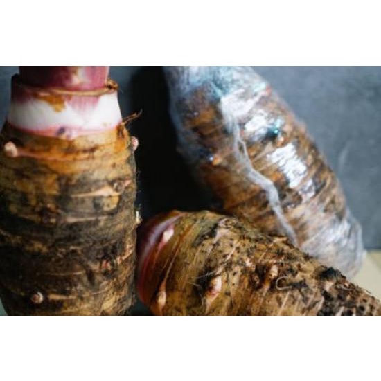 

Grosiran Murah TALAS PONTIANAK / TALAS KALIMANTAN / TALAS / SAYURAN KALIMANTAN / SAYURAN TALAS KALIMANTAN gas !!