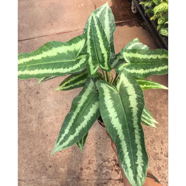 HOMALOMENA ANDROMEDA