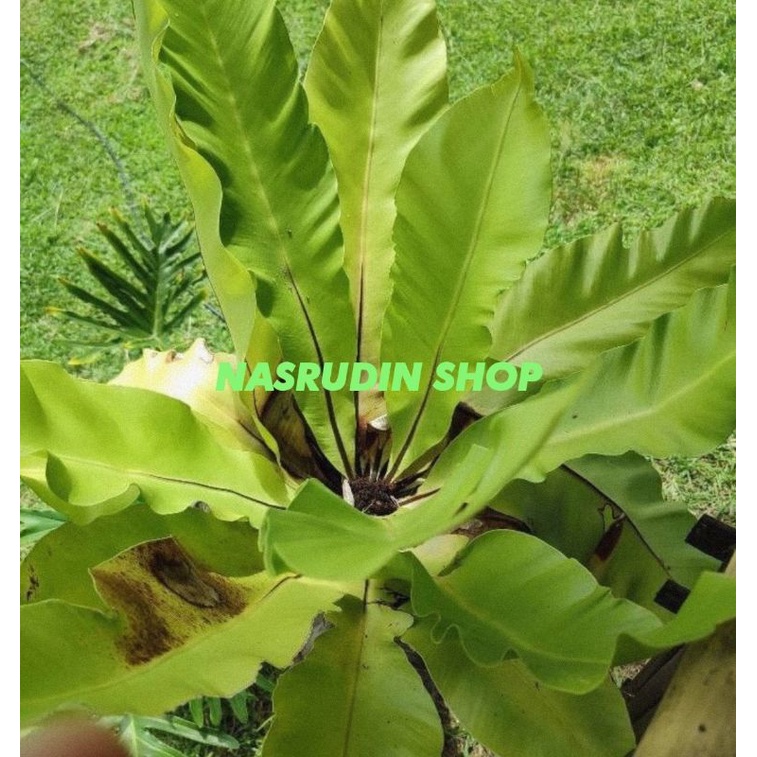 KADAKA TANAMAN HIAS KADAKA PAKIS HIAS ASPLENIUM SCOLOPENDRIUM