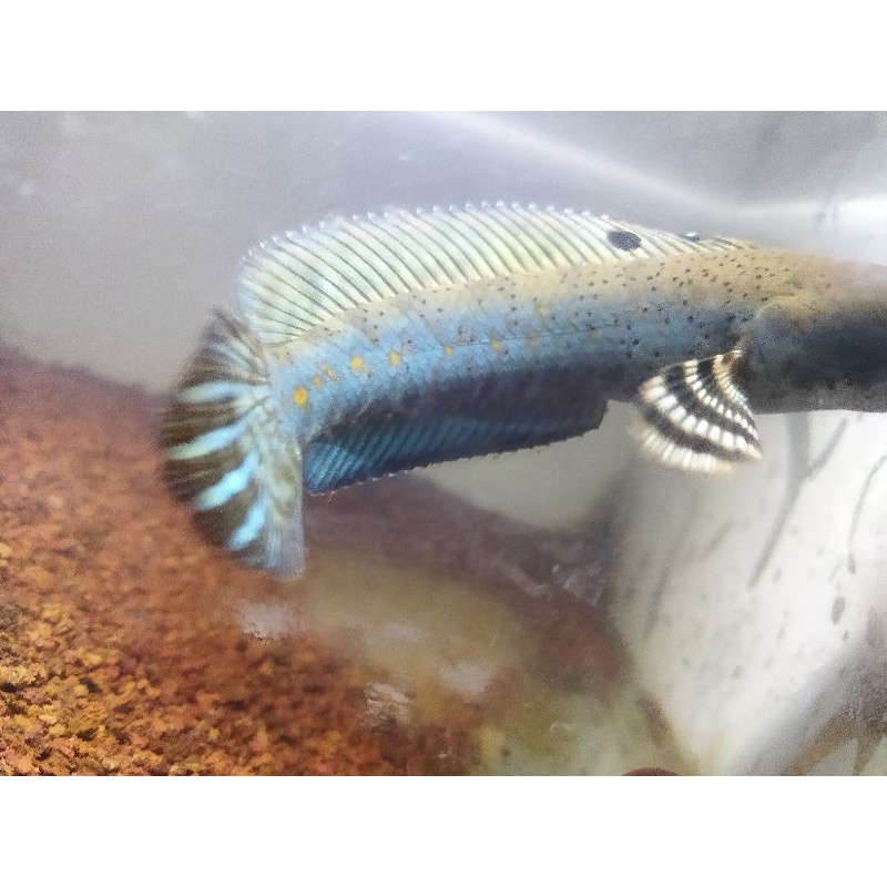 blue pulchra uk11-15cm