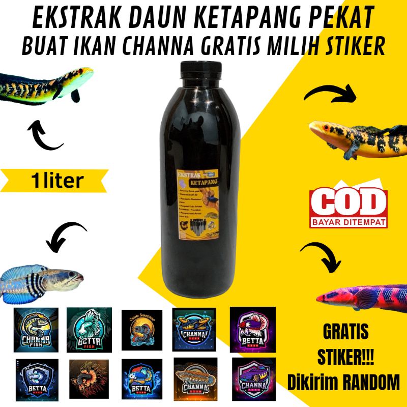 Ekstrak Daun Ketapang Pekat 1 liter untuk Channa dan Cupang TERLARIS