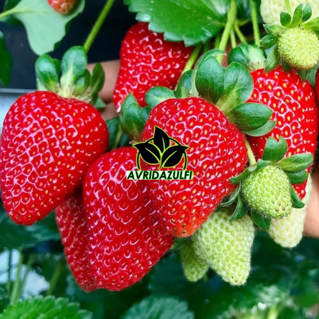 Bibit Strawberry Jumbo Manis cepat berbuah