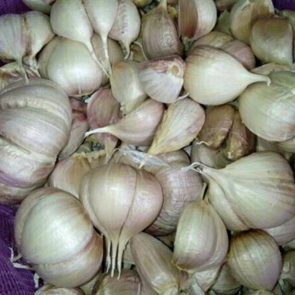 

[KODE EG] Bawang Putih Kating Bersih 1 kg
