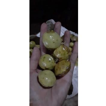 

[N(33 ✓) jengkol muda / lalap / sayuran 250g bisa cod