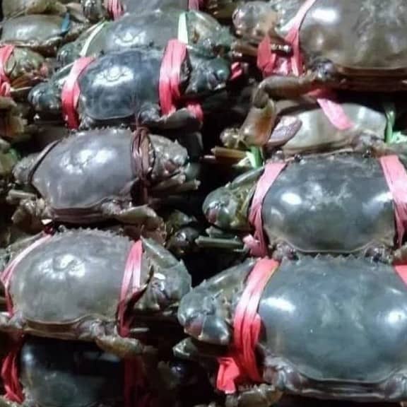 

Kepiting Jantan Hidup 100gr, Sameday Instan Delivery Jogja