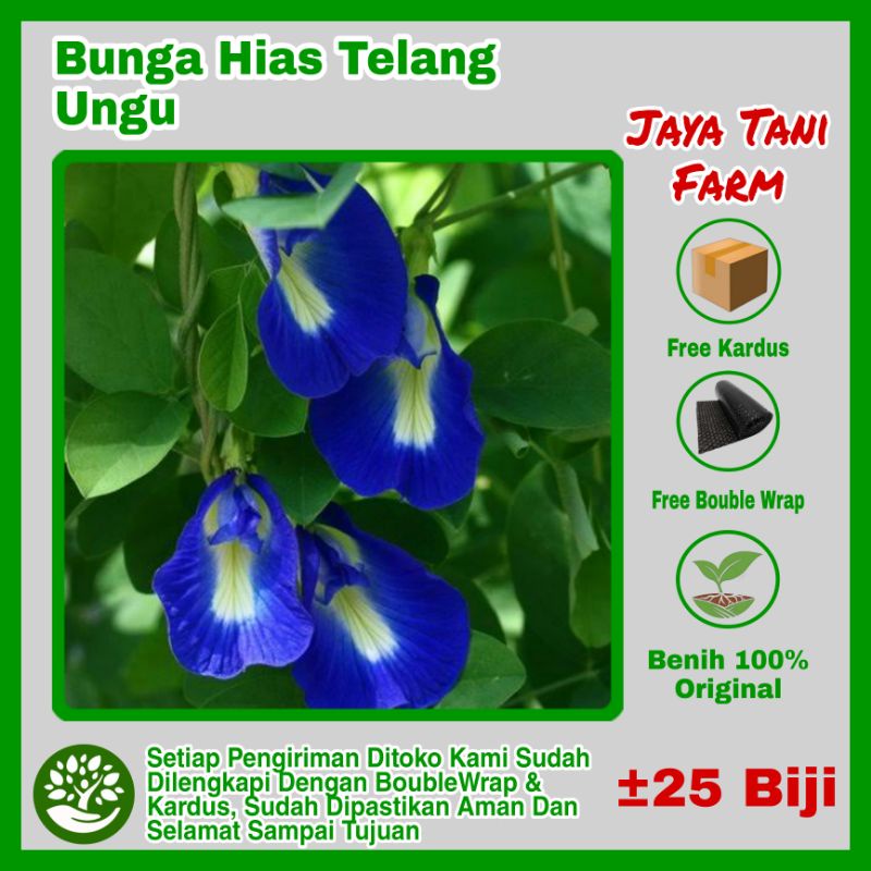 25 Benih Bunga Hias Telang Ungu / Bunga Tetes Mata / Benih Bunga /  Bibit Bunga Hias / Biji Bunga Hi