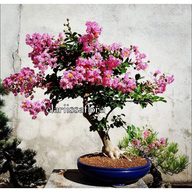 (bisa cod) promo pohon sakura mikro bahan bonsai - tanaman bonsai