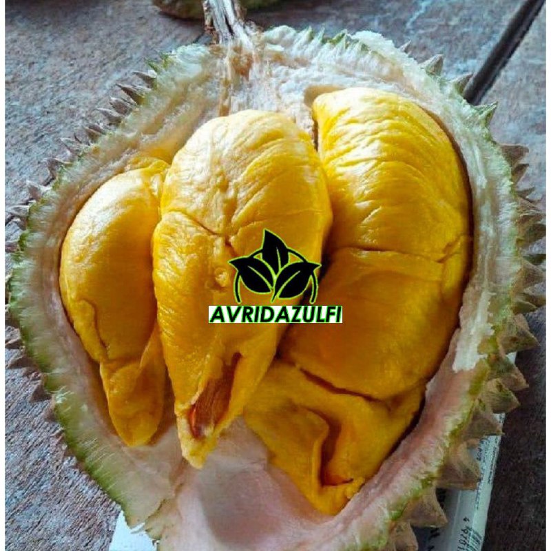 Bibit Durian Musangking Kaki 3 Cepat Berbuah