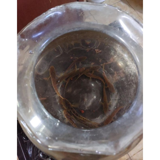 CHANNA limbata UK 5-7cm