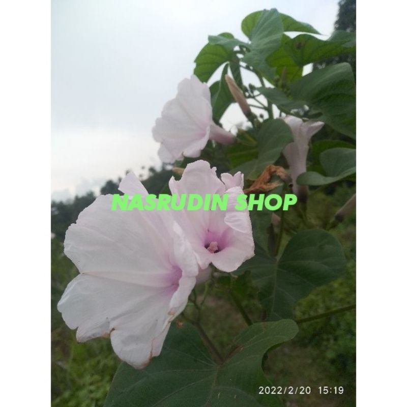 

[Fresh] BIBIT KERANGKONG / BIBIT DAUN KERANGKONG / TABLO / KERANGKUNGAN / KELORAK / Kangkung pohon