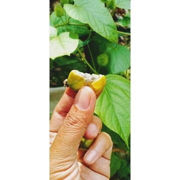 MARKISA MINI SEGAR PER 10buah
