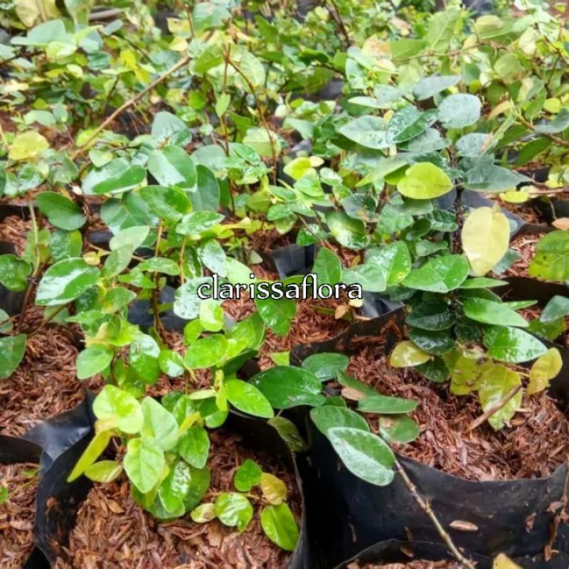 Promo tanaman hias dolar rambat rambat - dolar mini