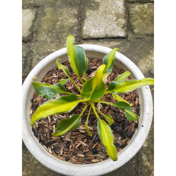 philodendron xanadu varigata