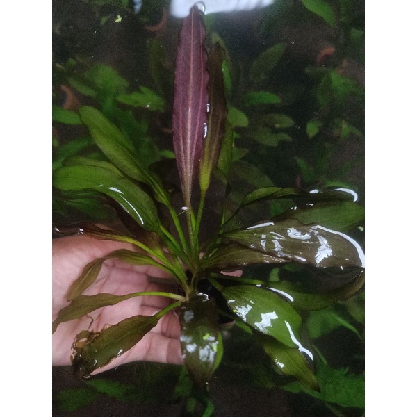 echinodorus red spesial wabikusa / aquascape