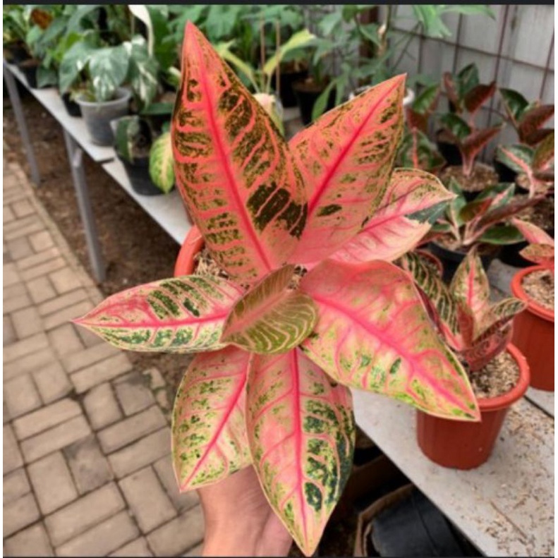 Aglonema Pride Of Sumatra Mutasi atau Pos Mutasi
