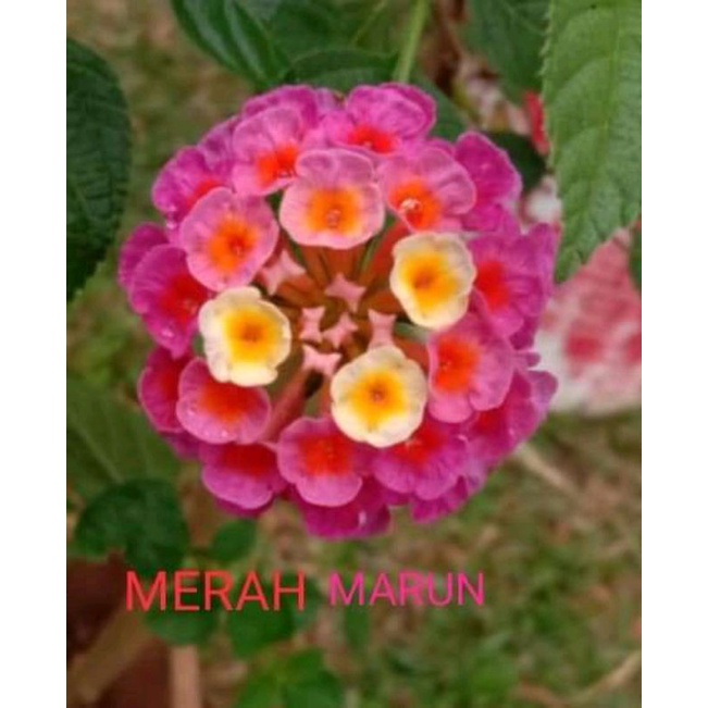LANTANA CAMARA VARIAN -RED MAROON(Bunga Besar)