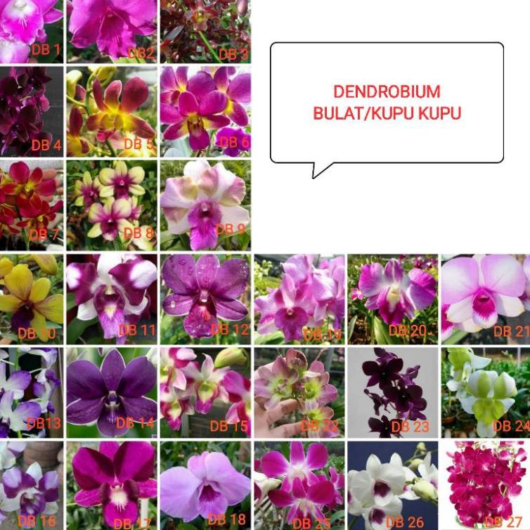 PALING BAGUS anggrek remaja dendrobium afkir € 880