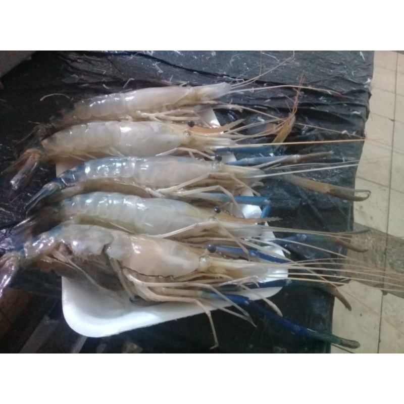 

Udang Gala Segar