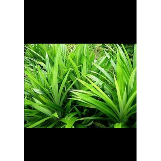 

daun pandan asli dan fresh